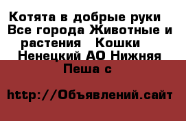 Котята в добрые руки - Все города Животные и растения » Кошки   . Ненецкий АО,Нижняя Пеша с.